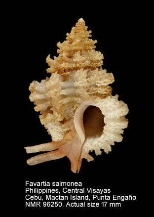 Favartia salmonea.jpg - Favartia salmonea (Melvill & Standen,1899)